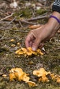 Chanterell mushrooms in the forest floor and a human hand collecting it, vertical