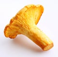 Chanterelle