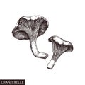 Vector illustration of hand drawn Chanterelle mushrooms. Sketched style organic product isolated on white background. Healthy foo