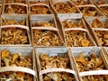 Chanterelle Royalty Free Stock Photo