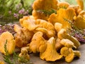 Chanterelle