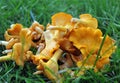 Chanterelle