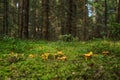 Chanterelle Royalty Free Stock Photo