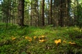 Chanterelle Royalty Free Stock Photo