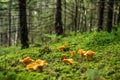 Chanterelle Royalty Free Stock Photo