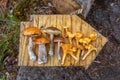 Forest mushrooms on a wooden board