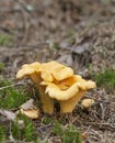 Chanterelle, Cantharellus cibarius Royalty Free Stock Photo