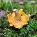 Chanterelle, cantharellus cibarius mushroom