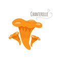 Chanterelle,Cantharellus cibarius mushrooms isolated on white background.Simplified vector illustration. Royalty Free Stock Photo