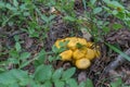 Chanterelle cibarius in old fallen leaves and green blueberry bushes. Mushrooms in summer in forest. Natural organic food