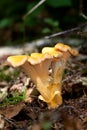 Chanterelle, girolle. Royalty Free Stock Photo