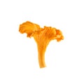 Chanterelle or girolle mushroom isolated on white background Royalty Free Stock Photo