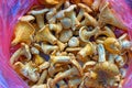 Chanterelle girolles Royalty Free Stock Photo