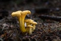 Chanterelle or Golden Chanterelle (Cantharellus cibarius) very tasty mushroom in the forest