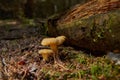 Chanterelle or Golden Chanterelle Cantharellus cibarius very tasty mushroom in the forest