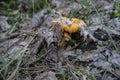 Chanterelle, golden chanterelle - edible mushroom. Fungus in the natural