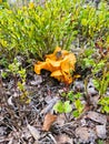 Chanterelle in the grass. Collecting food in nature. Finding mushrooms while hiking Royalty Free Stock Photo