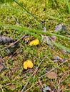 Chanterelle in the grass. Collecting food in nature. Finding mushrooms while hiking Royalty Free Stock Photo