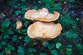 Chanterelle in the grass in the rain