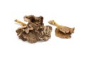 Chanterelle Grise mushrooms