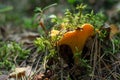 Chanterelle, growing in the forest. Very common fungus with a yellow, rarely pale yellow color