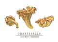 Chanterelle