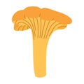 Chanterelle mushrooms. Hand drawn trendy flat style. Doodle of autumn forest harvest. Royalty Free Stock Photo