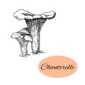 Chanterelle Ink Drawing