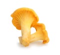 Chanterelle isolated on white, edible wild mushroom. Royalty Free Stock Photo