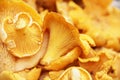 Chanterelle macro