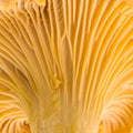 Chanterelle. Macro