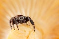 Jumping spider on the yellow chanterelle mushroom background
