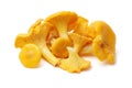 Chanterelle mushroom Royalty Free Stock Photo