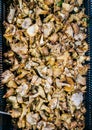 Chanterelle mushrooms  (Cantharellus cibarius). Royalty Free Stock Photo