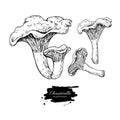 Chanterelle mushroom hand drawn vector illustration set. Sketch