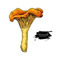 Chanterelle mushroom hand drawn vector illustration. Sketch food drawing