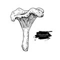 Chanterelle mushroom hand drawn vector illustration. Sketch food Royalty Free Stock Photo