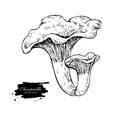 Chanterelle mushroom hand drawn vector illustration. Sketch food