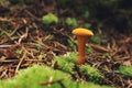 Chanterelle mushroom (Hygrophoropsis aurantiaca) Royalty Free Stock Photo