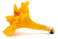 Bright orange edible chanterelle or horn of plenty mushroom