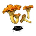 Chanterelle mushroom set. Hand drawn vector illustration.