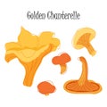 Chanterelle mushroom set isolated on white background. Vector illustration for game, web and print design Royalty Free Stock Photo