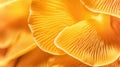 Chanterelle mushroom texture pattern for design and decoration Royalty Free Stock Photo