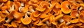 Chanterelle mushrooms as background, banner, texture. Fresh raw chanterelle top view