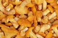 Chanterelle mushrooms background Royalty Free Stock Photo