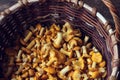 The chanterelle mushrooms. Basket, top view. Royalty Free Stock Photo