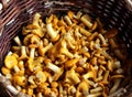 Chanterelle mushrooms in a basket, top view