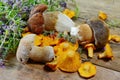 Chanterelle mushrooms, boletus and thyme on rustic wooden table. Raw fresh chanterelle mushroom background. Royalty Free Stock Photo