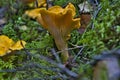 Chanterelle mushrooms close up. Edible mushroom Cantharellus cibarius in forest in sweden Royalty Free Stock Photo