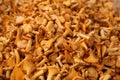 Chanterelle Mushrooms Royalty Free Stock Photo